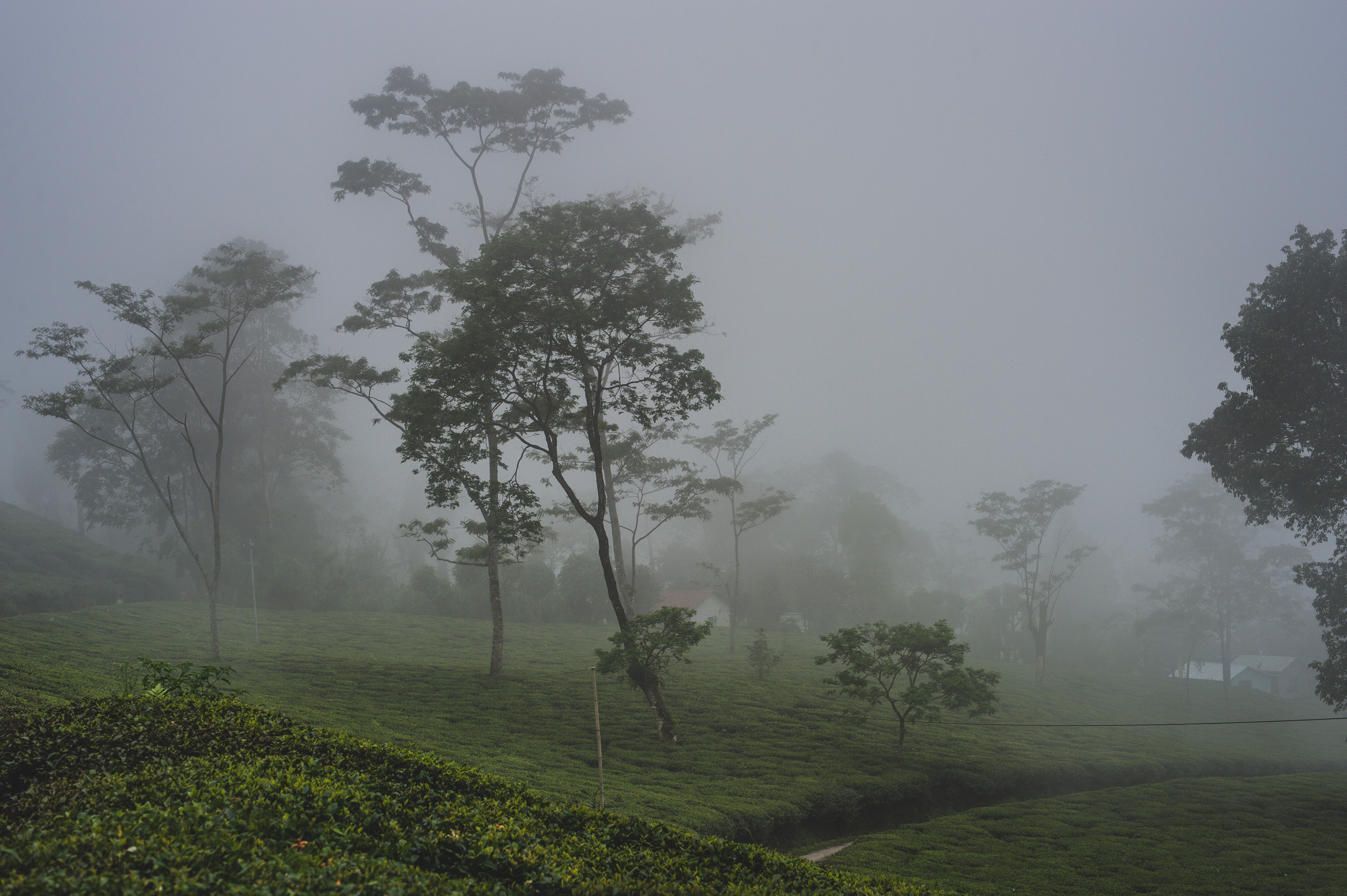 Singpho Phalap - The Dark Tea from Assam: Discovering the Richness of Assam Tea Culture